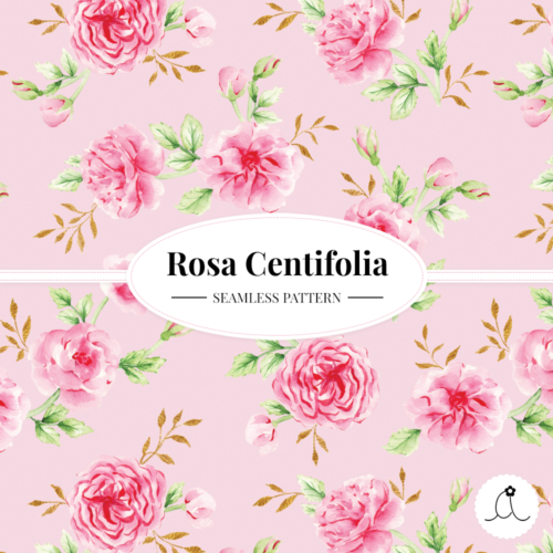 Watercolor Seamless Pattern - Rosa Centifolia